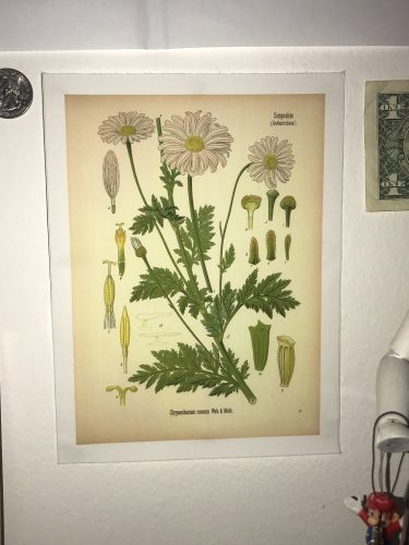 Vintage Wild Plant Botanical Posters On Canvas photo review