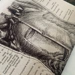 Human Anatomy Vintage Canvas Print photo review
