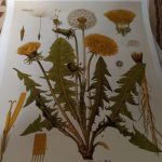 Vintage Wild Plant Botanical Posters On Canvas photo review