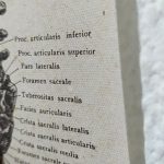 Human Anatomy Vintage Canvas Print photo review
