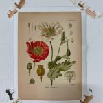 Vintage Wild Plant Botanical Posters On Canvas photo review