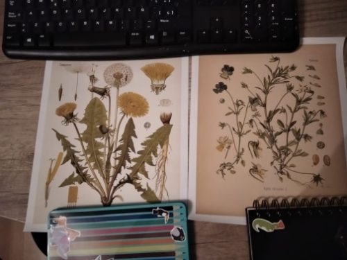 Vintage Wild Plant Botanical Posters On Canvas photo review