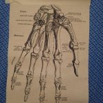 Human Anatomy Vintage Canvas Print photo review