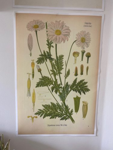 Vintage Wild Plant Botanical Posters On Canvas photo review