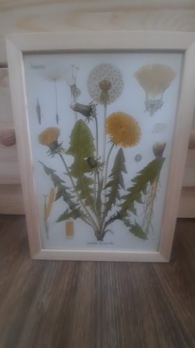 Vintage Wild Plant Botanical Posters On Canvas photo review