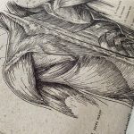 Human Anatomy Vintage Canvas Print photo review