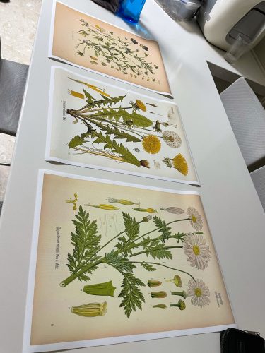 Vintage Wild Plant Botanical Posters On Canvas photo review