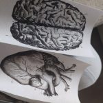 Human Anatomy Vintage Canvas Print photo review