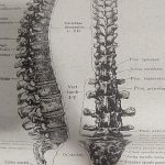 Human Anatomy Vintage Canvas Print photo review