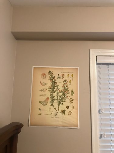 Vintage Wild Plant Botanical Posters On Canvas photo review