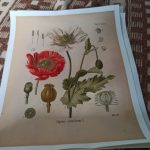 Vintage Wild Plant Botanical Posters On Canvas photo review