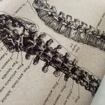 Human Anatomy Vintage Canvas Print photo review