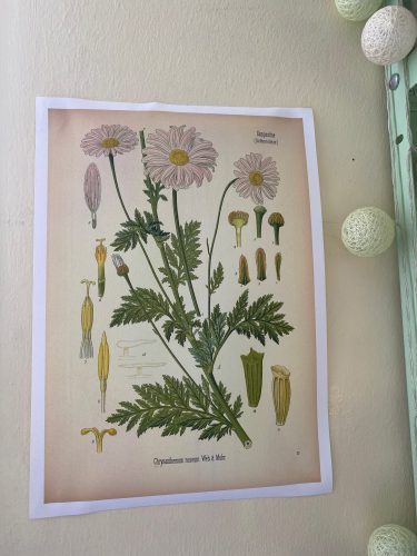 Vintage Wild Plant Botanical Posters On Canvas photo review