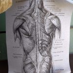 Human Anatomy Vintage Canvas Print photo review