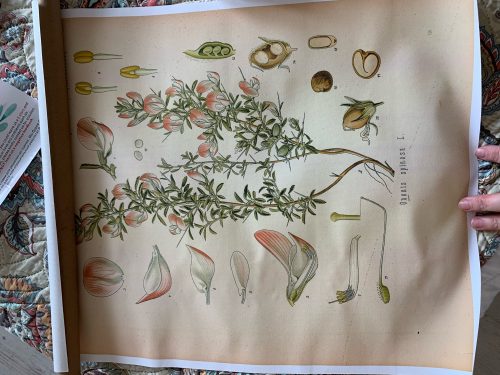 Vintage Wild Plant Botanical Posters On Canvas photo review