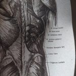 Human Anatomy Vintage Canvas Print photo review