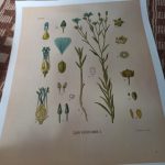 Vintage Wild Plant Botanical Posters On Canvas photo review