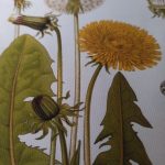 Vintage Wild Plant Botanical Posters On Canvas photo review