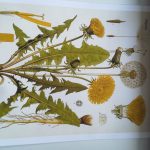 Vintage Wild Plant Botanical Posters On Canvas photo review