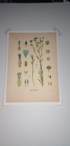 Vintage Wild Plant Botanical Posters On Canvas photo review