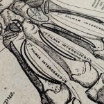 Human Anatomy Vintage Canvas Print photo review