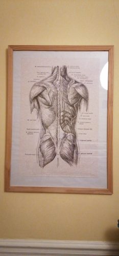 Human Anatomy Vintage Canvas Print photo review