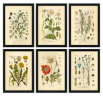 Vintage Wild Plant Poster Botanical Flower Study Living Room Hanging Painting Peony Picture Aesthetic Room Decor