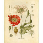 Vintage Wild Plant Poster Botanical Flower Study Living Room Hanging Painting Peony Picture Aesthetic Room Decor 3