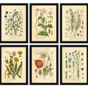 Vintage Wild Plant Poster Botanical Flower Study Living Room Hanging Painting Peony Picture Aesthetic Room Decor
